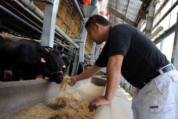 Nguồn gốc và cách phân loại thịt bò Kobe