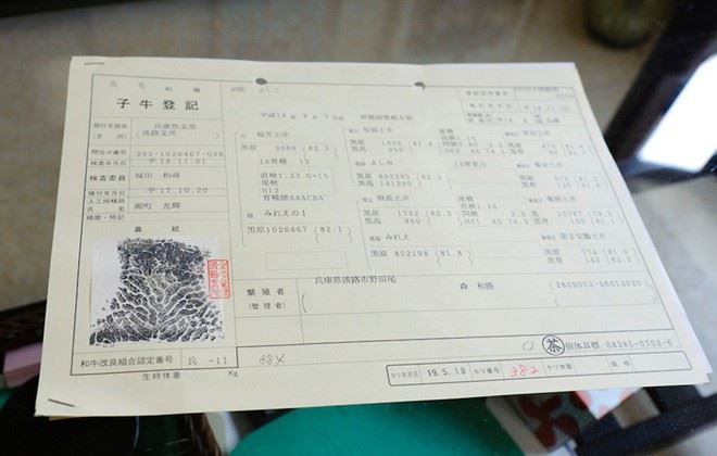 giấy khai sinh của bò Kobe 